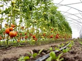 Horticulture: बागवानी फसलों में नुकसान की भरपाई के लिए करवा सकते है बागवानी का बीमा horticulture farmers sachkahoon