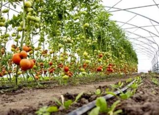 horticulture farmers sachkahoon