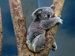 koala