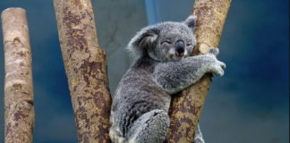 koala