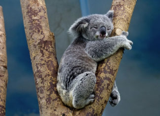 koala