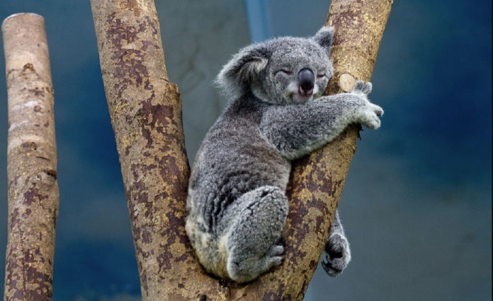 koala