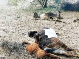 जहरीला पशु आहार खाने से मिल्क डेयरी में 9 गायों की मौत, पांच बीमार poisonous animal feed sachkahoon