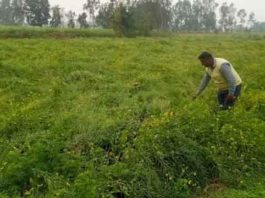 potato crop sachkahoon