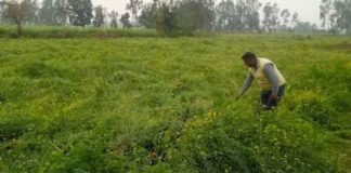 potato crop sachkahoon