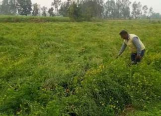 potato crop sachkahoon