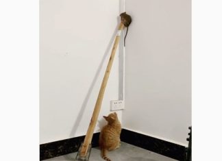 खबरें जरा हटकें: बिल्ली के डर से चूहा बीच दीवार पर लटका रहा, देंखे वीडियो Funny Cat Mouse