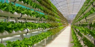 Hydroponic farming