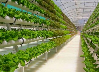 Hydroponic farming