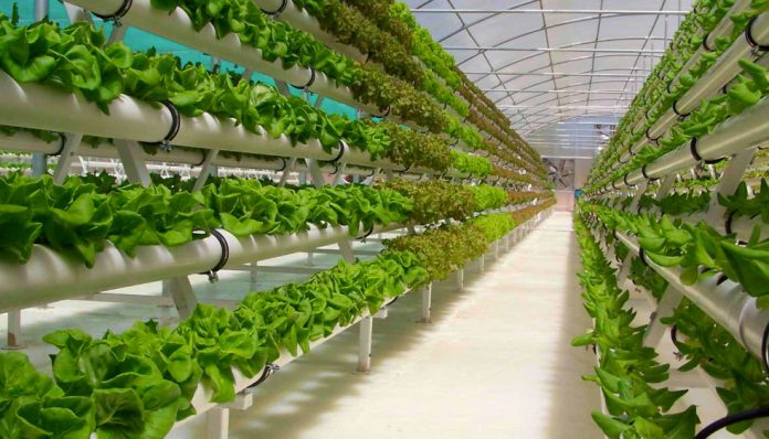 Hydroponic farming