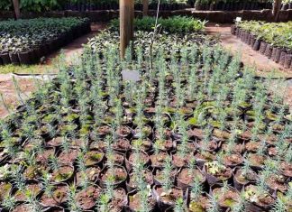 Indigenous Trees sachkahoon