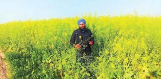 Mustard Cultivation, sachkahoon