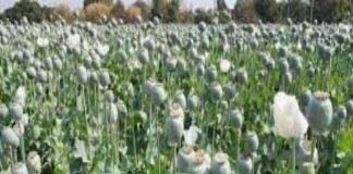 Opium sachkahoon