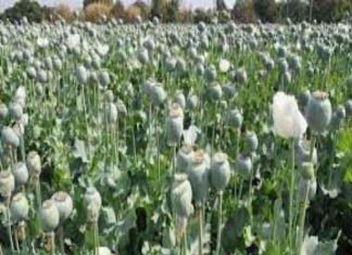 जीन्द में अफीम की खेती पकड़ी Opium sachkahoon