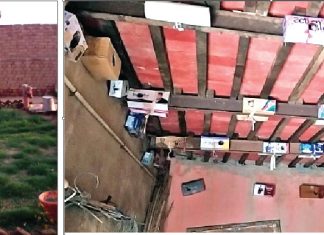 शिक्षाविद बनवारी लाल का प्रयास लाया रंग, गूंजने लगी चिड़ियों की चहचहाहट World Sparrow Day Special