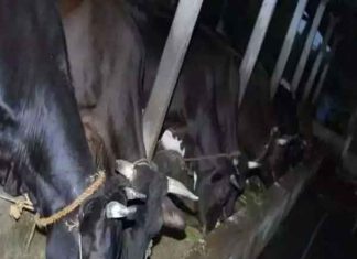 उत्तर भारत किसानों की पहली पंसद बना ‘टेस्टी कैटल फीड’ Tasty Cattle Feed sachkahoon