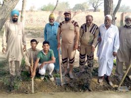 Tree Plantation