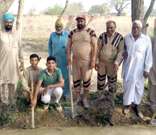 Tree Plantation