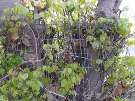 Tree guards sachkahoon