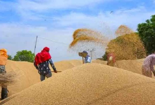 दुनिया के कई देशों में गेहूं के दाम 60 फीसदी बढ़े Wheat Procurement