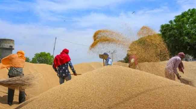Wheat procurement sachkahoon