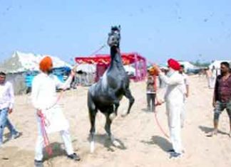 beauty of the horses sachkahoon