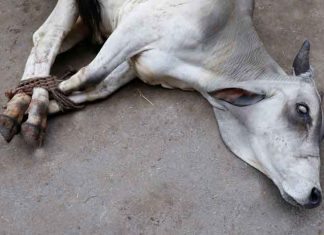 cow sachkahoon