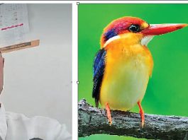 वैज्ञानिकों ने पक्षियों की प्रजातियों को बचाने पर दिया जोर