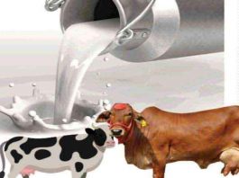 milch animals sachkahoon