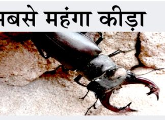 खबरें जरा हटके: दुनिया का सबसे महंगा कीड़ा, जिसकी कीमत जानकर रह जाएंगे हैरान