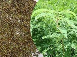 किसानों को 80 प्रतिशत अनुदान पर मिलेगा ढैंचा का बीज Seeds of Dhincha sachkahoon