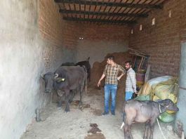 Animal sickness sachkahoon