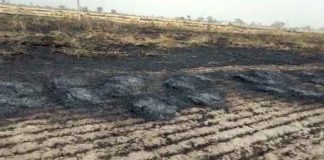 Wheat Crop Burnt Sachkahoon