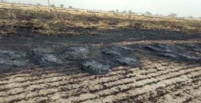 Wheat Crop Burnt Sachkahoon