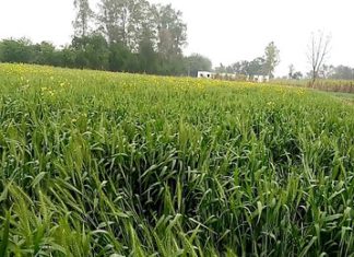 Wheat Procurement sachkahoon