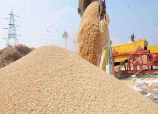 Wheat Rate sachkahoon