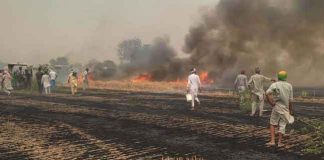 Wheat Crop sachkahoon