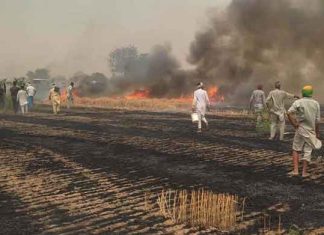 मलड़ी में गेहूं की फसल में लगी आग, 5 एकड़ फसल व 7 एकड़ भूसा जलकर राख Wheat Crop sachkahoon