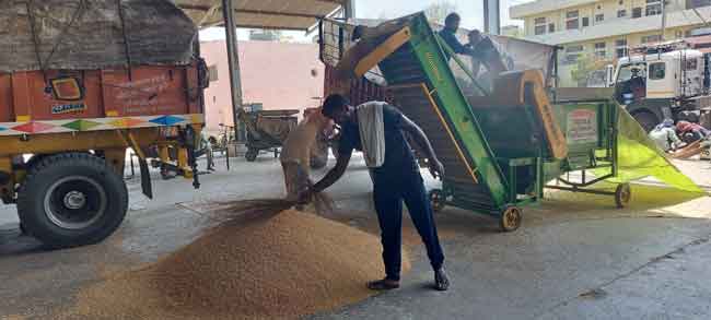 Wheat sachkahoon