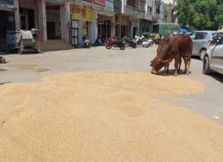 कंबाइन से गेहूं निकालना शुरू, मंडी में बढ़ी आवक, नजर आने लगी ढेरी Wheat sachkahoon