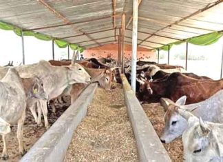 cowsheds sachkahoon