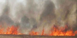 Crop Burnt sachkahoon