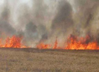 Crop Burnt sachkahoon