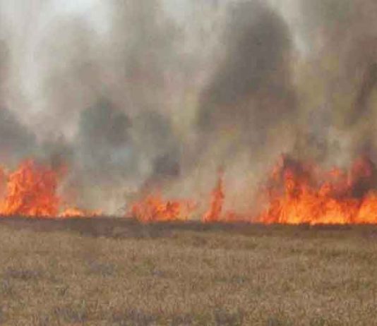 Crop Burnt sachkahoon