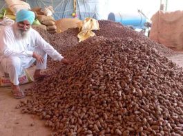 Cultivating Turmeric sachkahoon