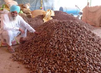 Cultivating Turmeric sachkahoon
