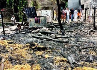 death of cattle sachkahoon