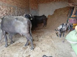 Death of Five Buffaloes sachkahoon