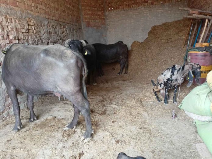 Death of Five Buffaloes sachkahoon