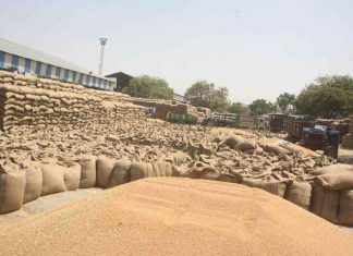 procurement of wheat sachkahoon